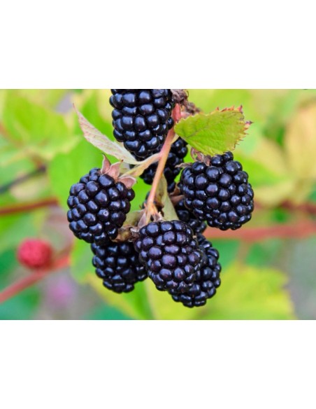 AROTZ MORA CULTIVO ENTERA CONGELADA 1KG